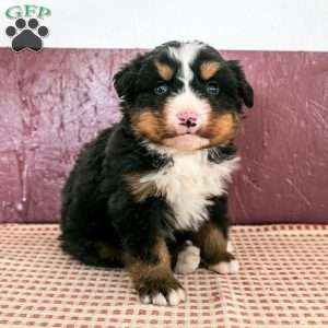 Will, Bernese Mountain Dog Puppy